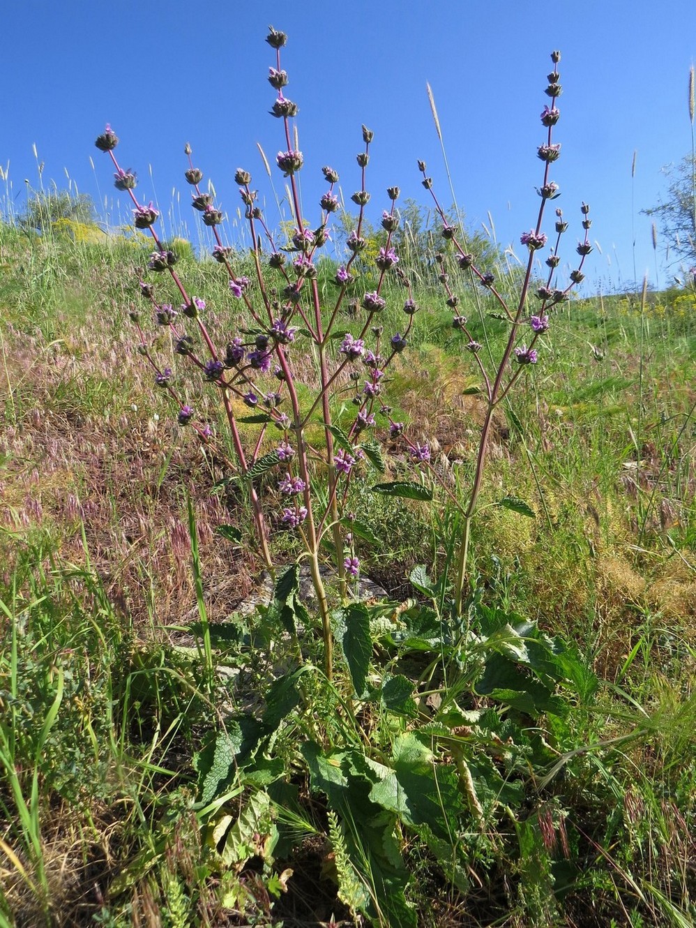 Image of Phlomoides brachystegia specimen.