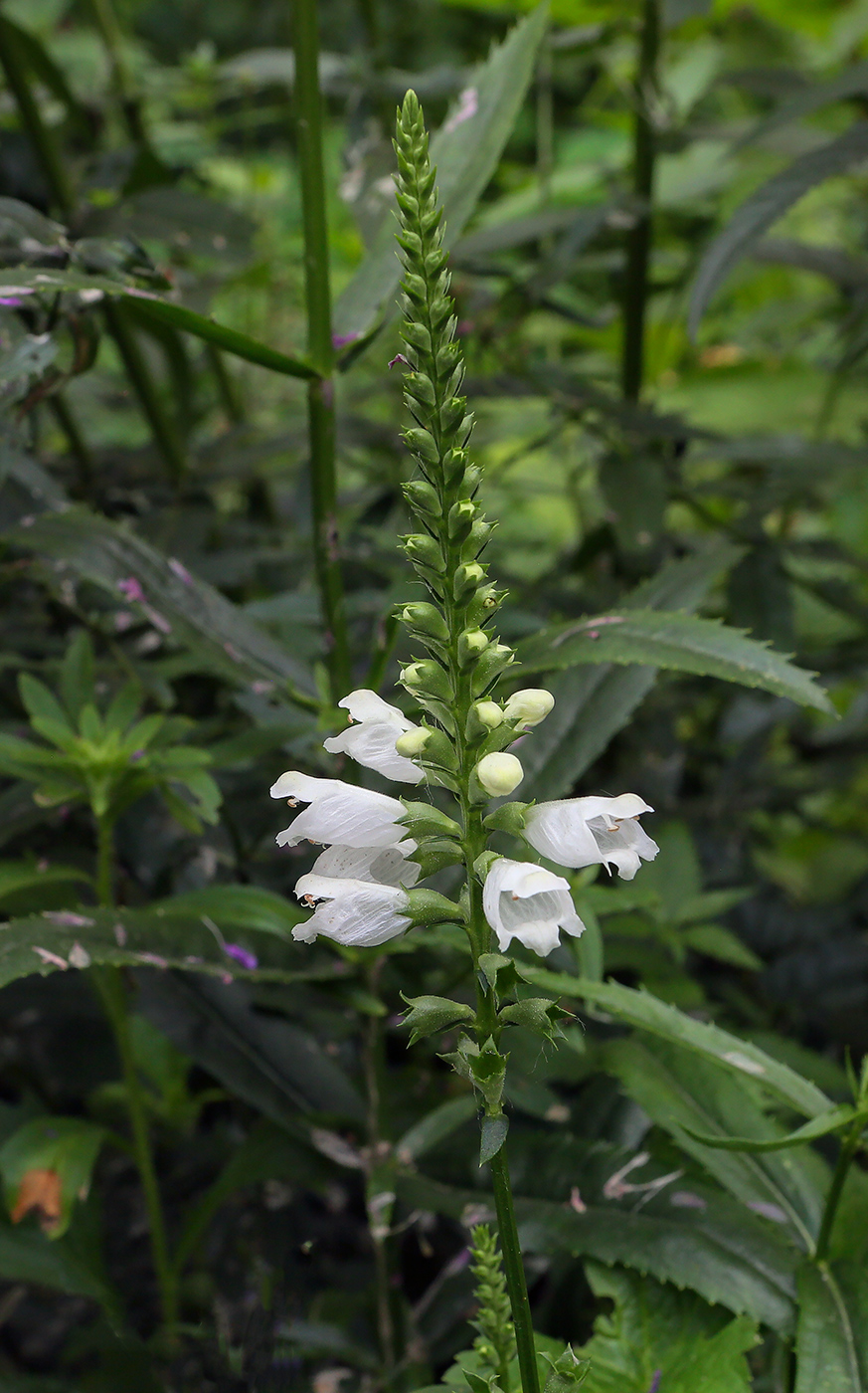 Изображение особи Physostegia virginiana.