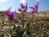 Erythronium sibiricum