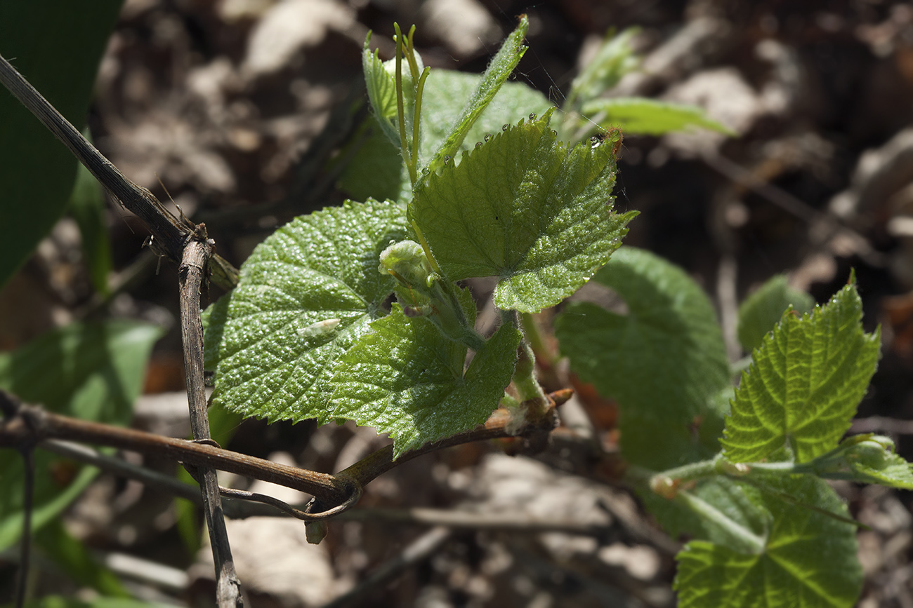 Изображение особи Vitis coignetiae.