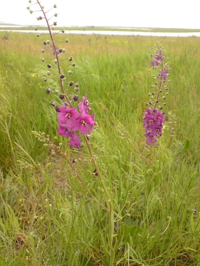 Image of Verbascum phoeniceum specimen.