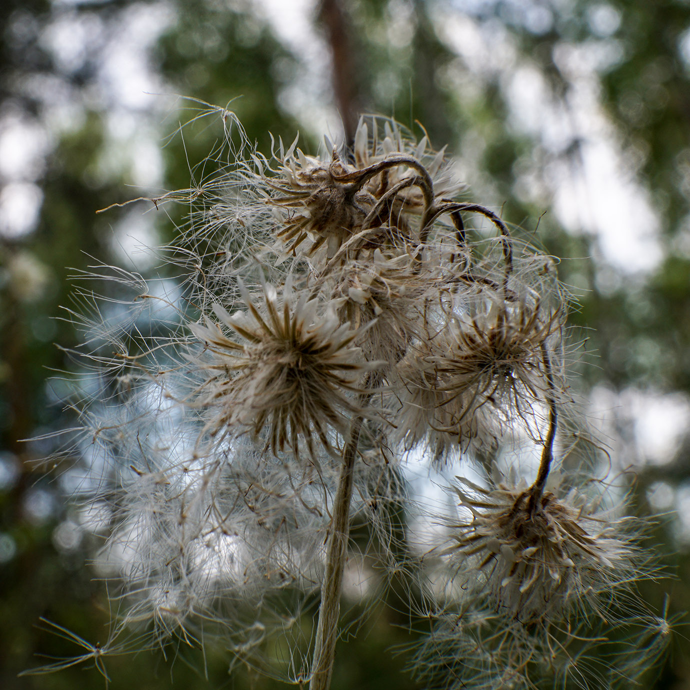 Image of familia Asteraceae specimen.