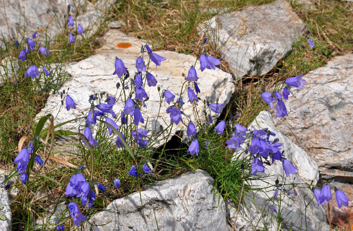 Image of Campanula rotundifolia specimen.