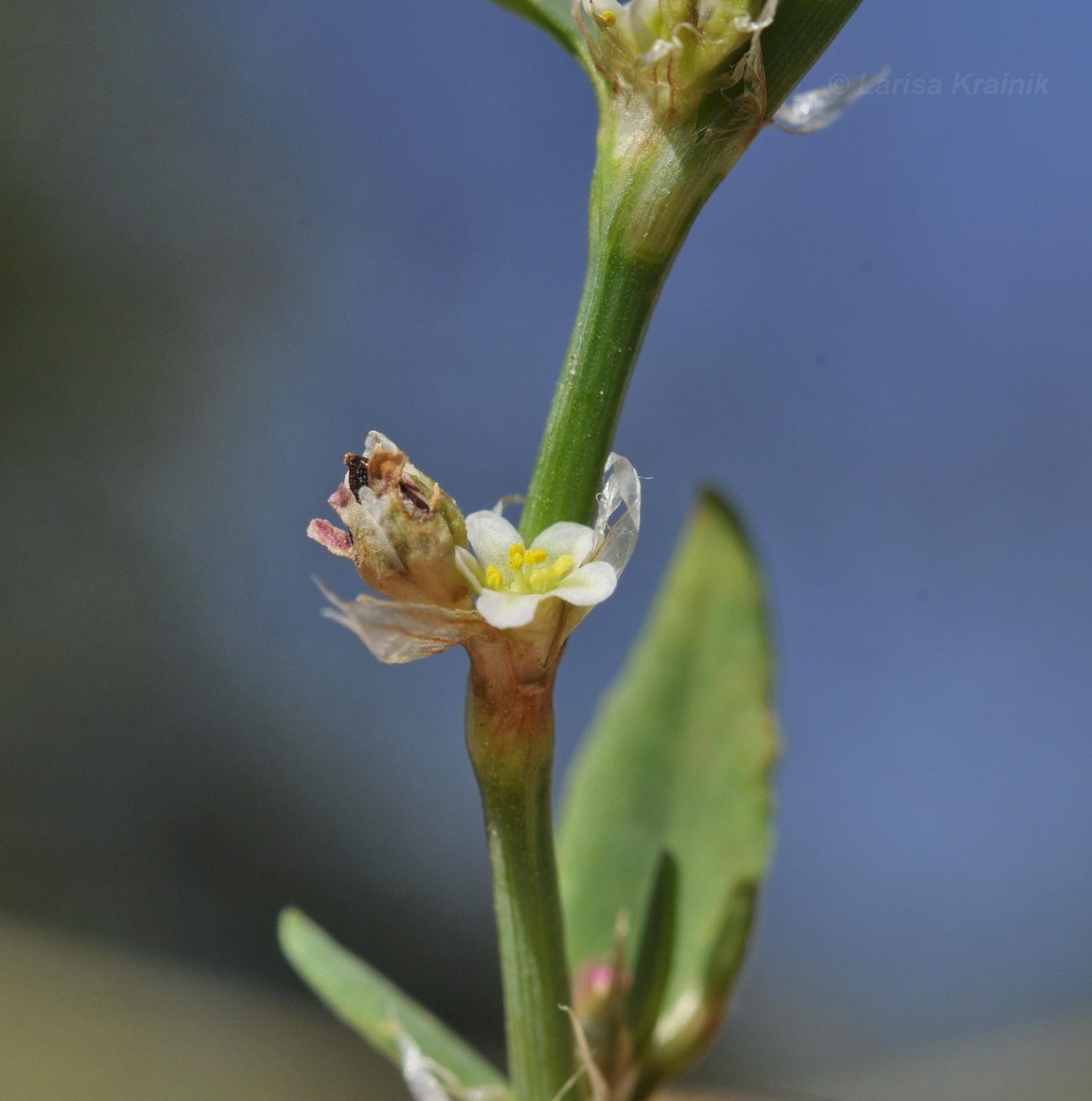 Image of genus Polygonum specimen.