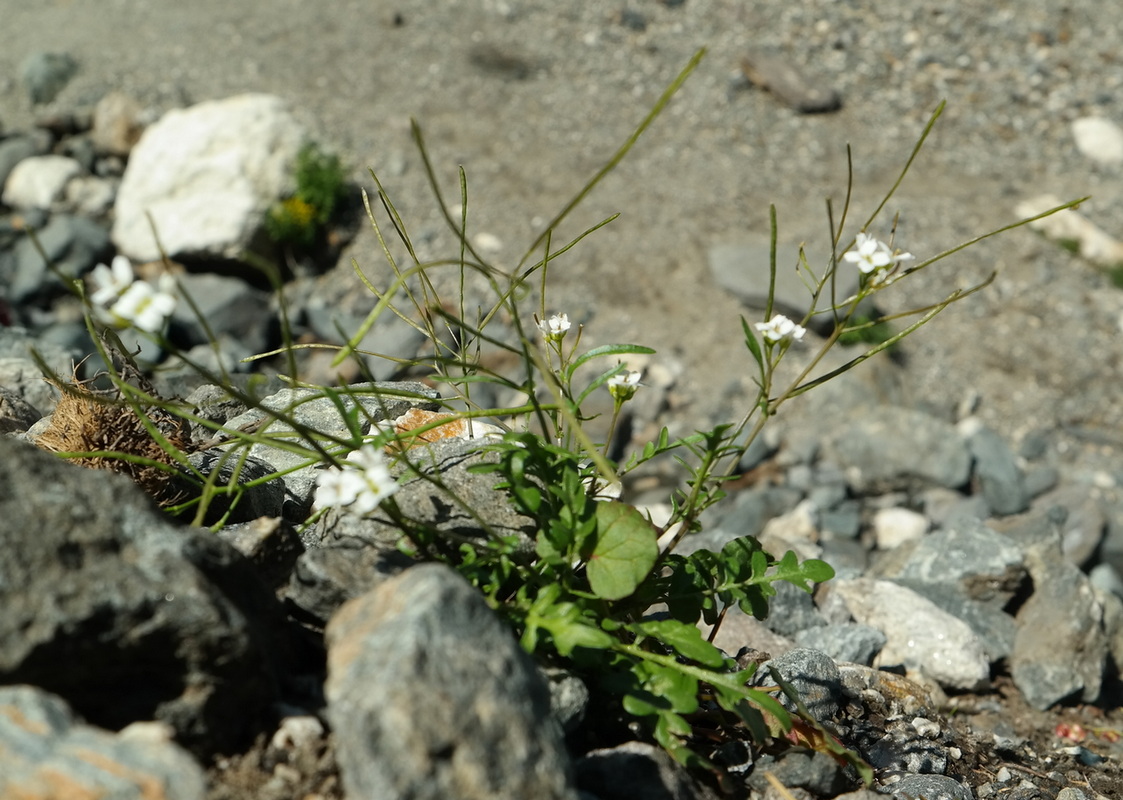 Image of Murbeckiella huetii specimen.