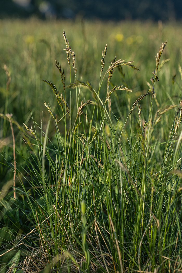 Изображение особи семейство Poaceae.