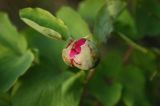 Paeonia daurica