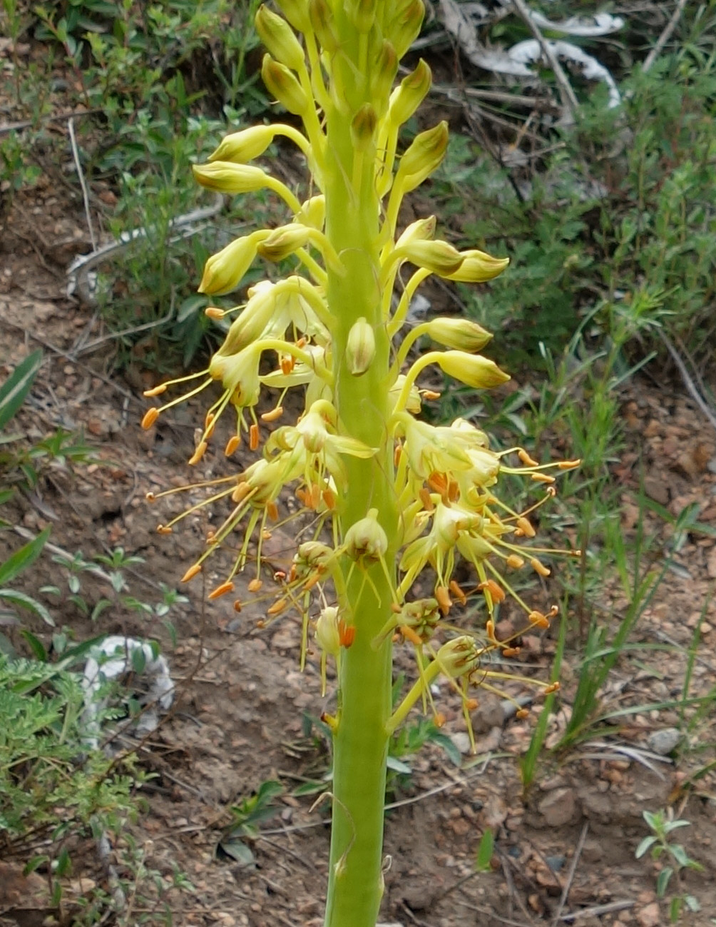 Image of Eremurus fuscus specimen.