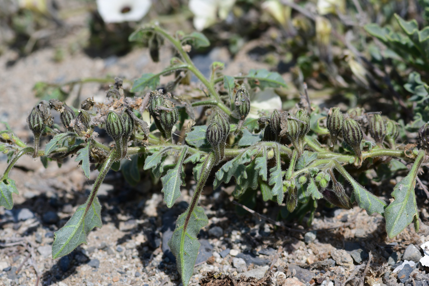 Image of Exodeconus maritima specimen.