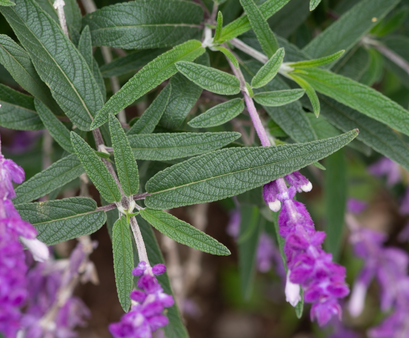 Изображение особи Salvia leucantha.