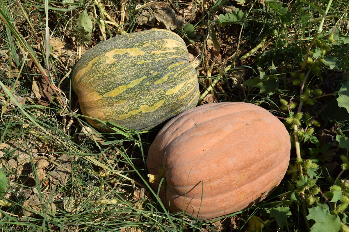 Image of Cucurbita pepo specimen.