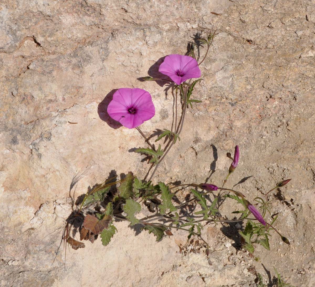 Image of Convolvulus althaeoides specimen.