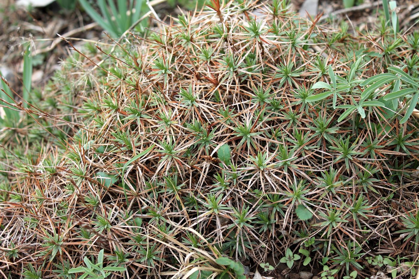 Image of Acantholimon alberti specimen.