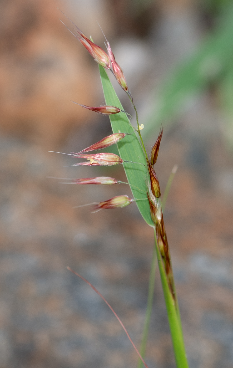 Image of Melinis repens specimen.