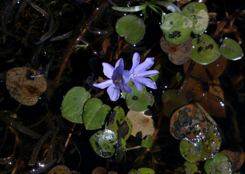 Image of Eichhornia diversifolia specimen.