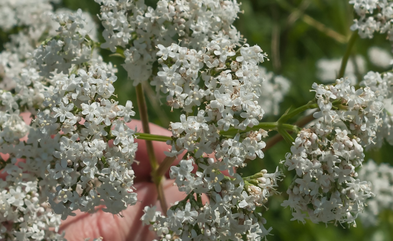 Image of genus Valeriana specimen.