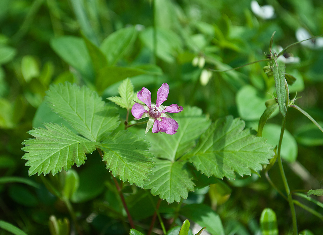 Image of Rubus arcticus specimen.