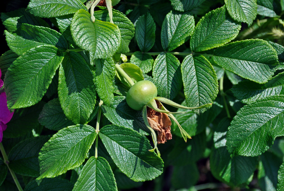 Изображение особи Rosa rugosa.