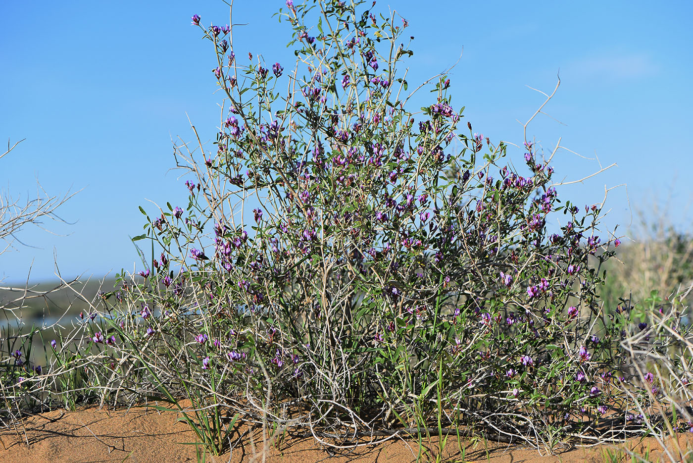 Image of Astragalus paucijugus specimen.