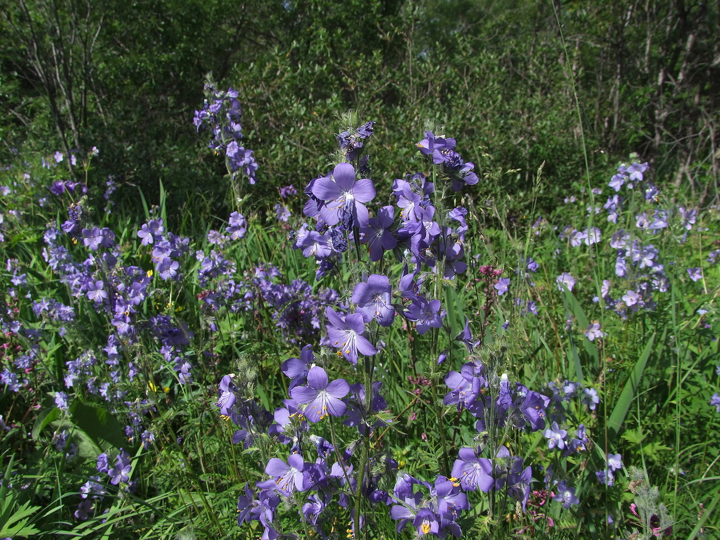 Изображение особи Polemonium acutiflorum.