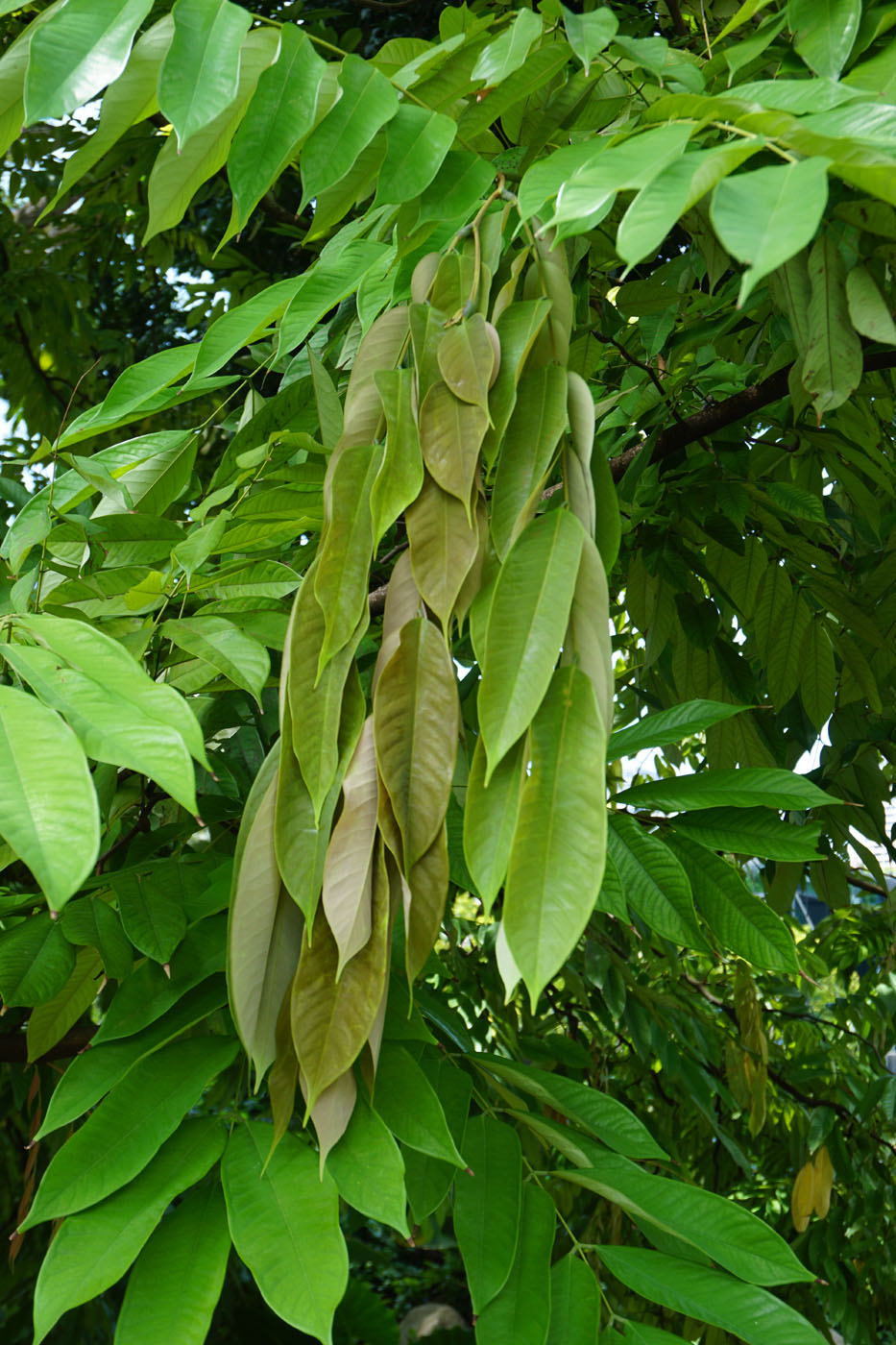 Image of genus Saraca specimen.