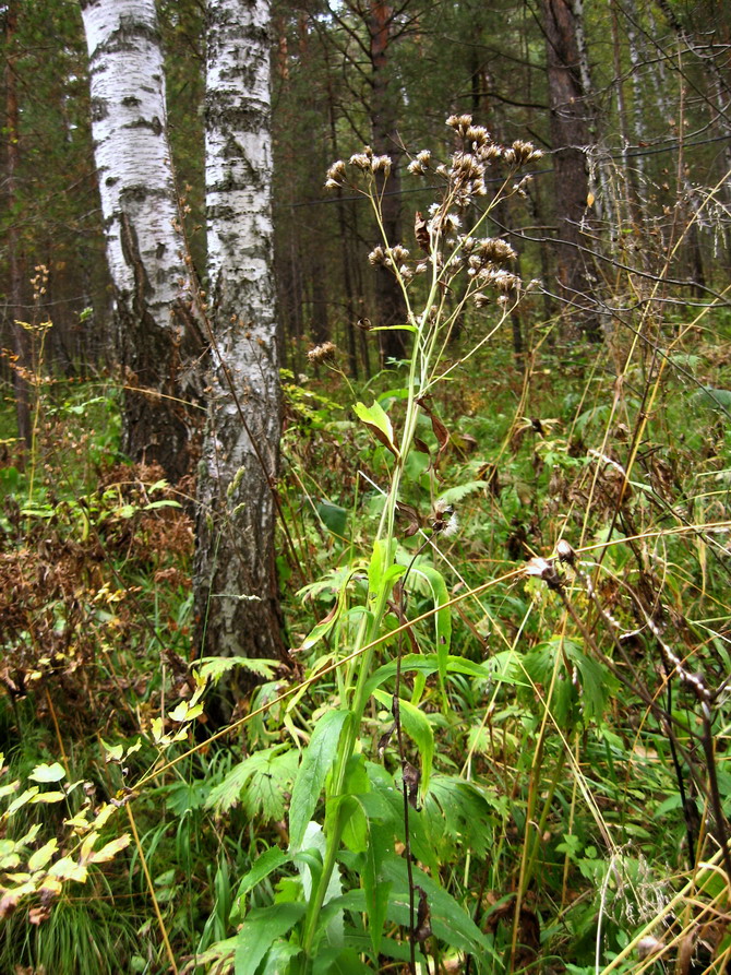 Image of Saussurea stolbensis specimen.