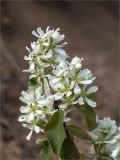 Amelanchier alnifolia