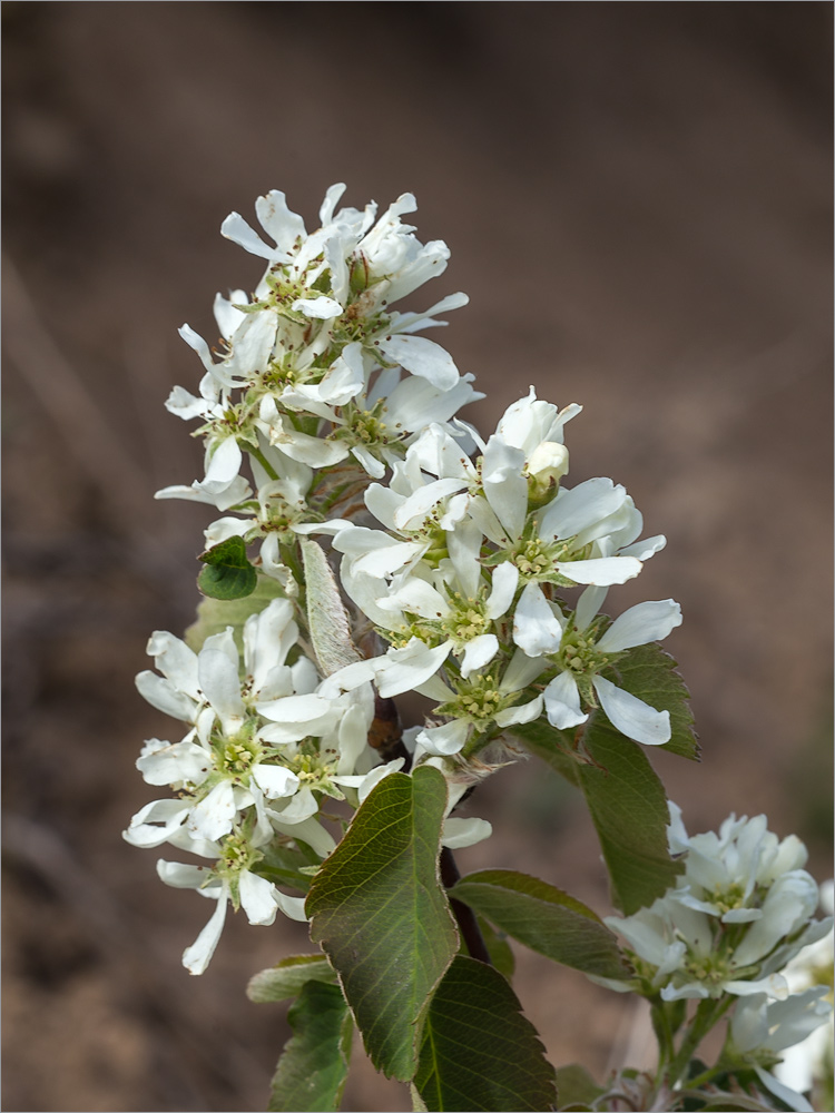 Изображение особи Amelanchier alnifolia.