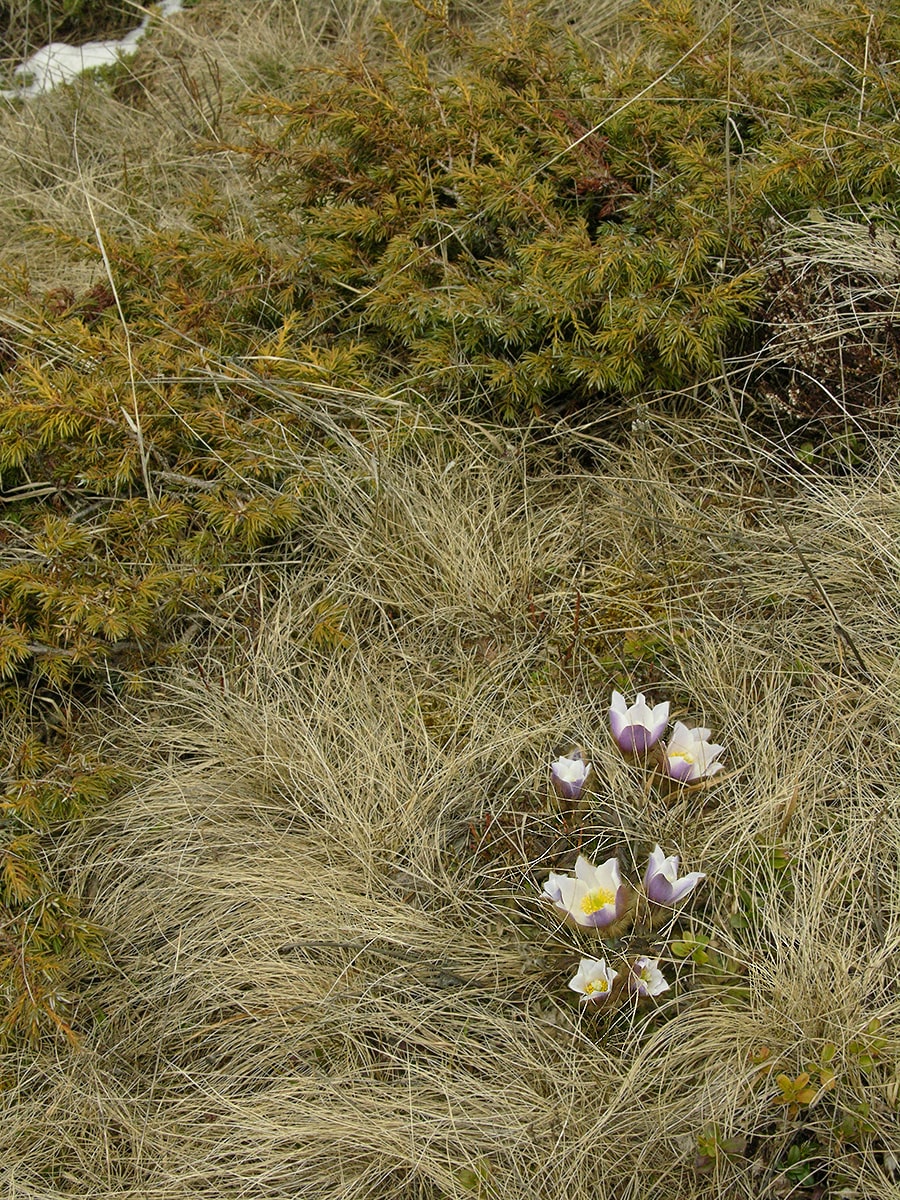 Image of Pulsatilla vernalis specimen.