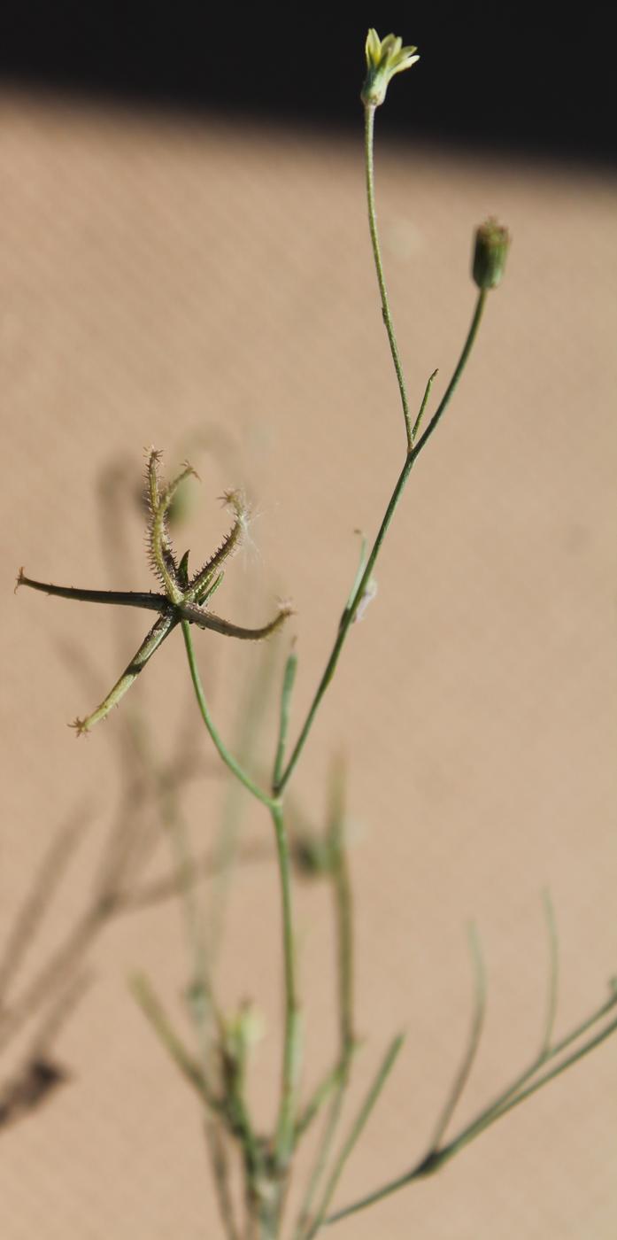 Image of Koelpinia linearis specimen.