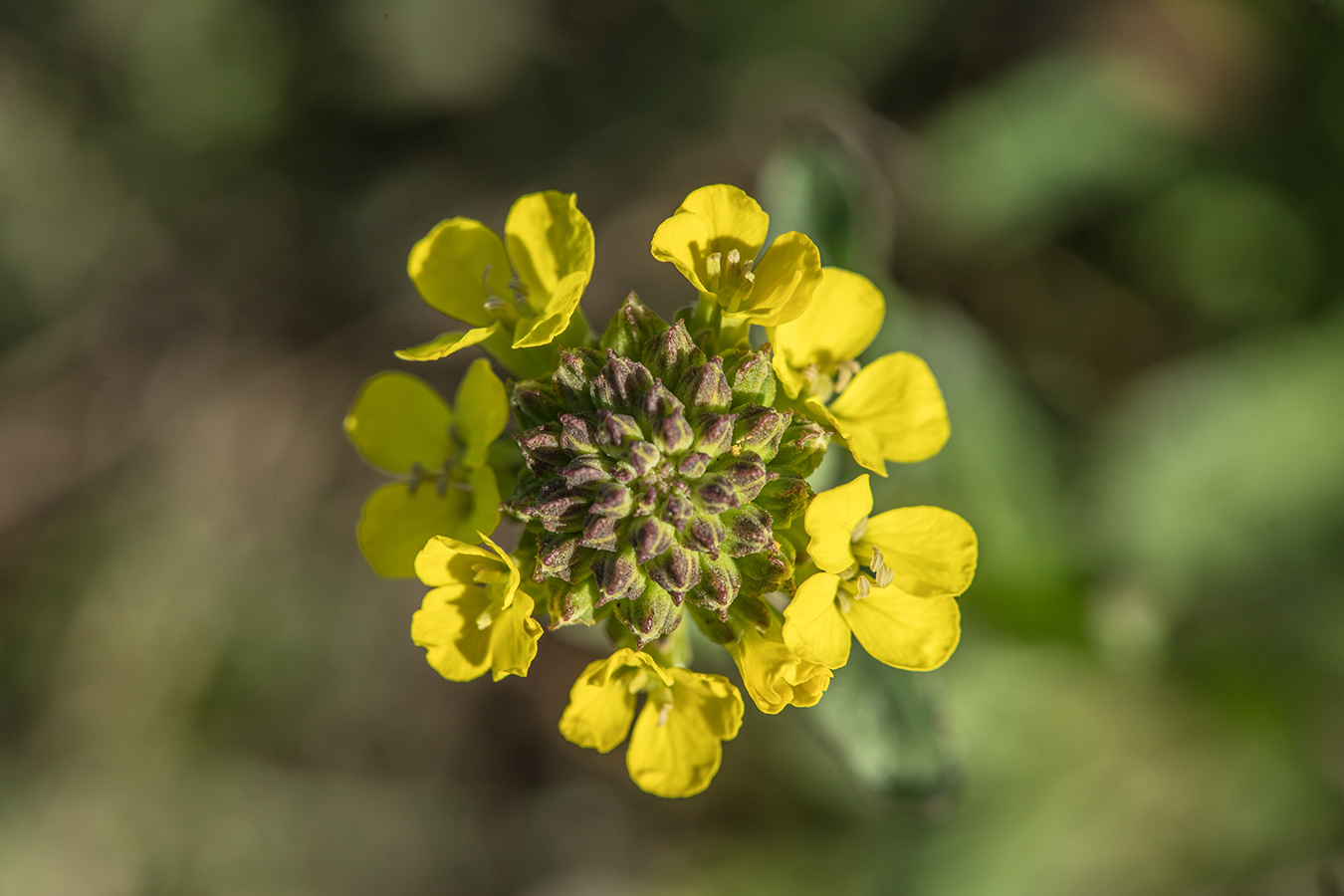 Image of Erysimum cuspidatum specimen.