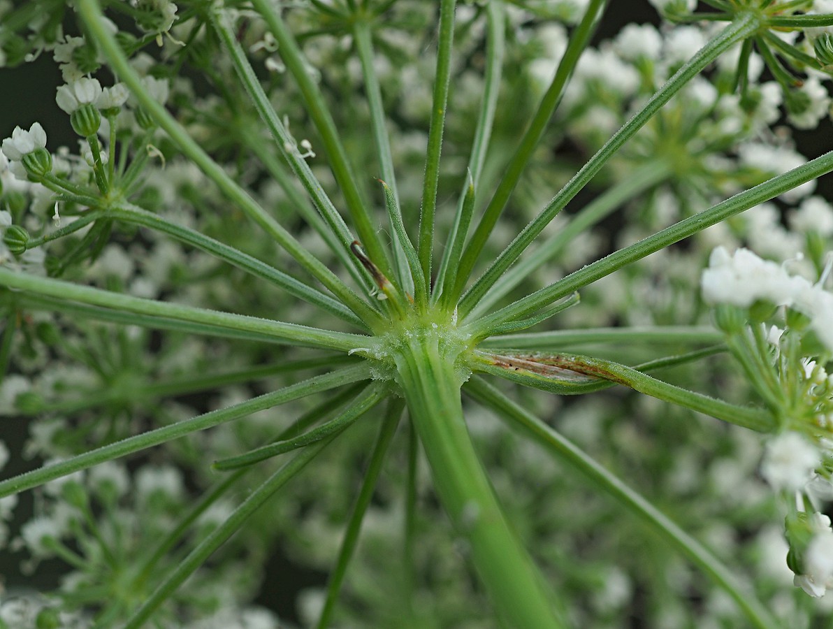 Image of Selinum carvifolia specimen.