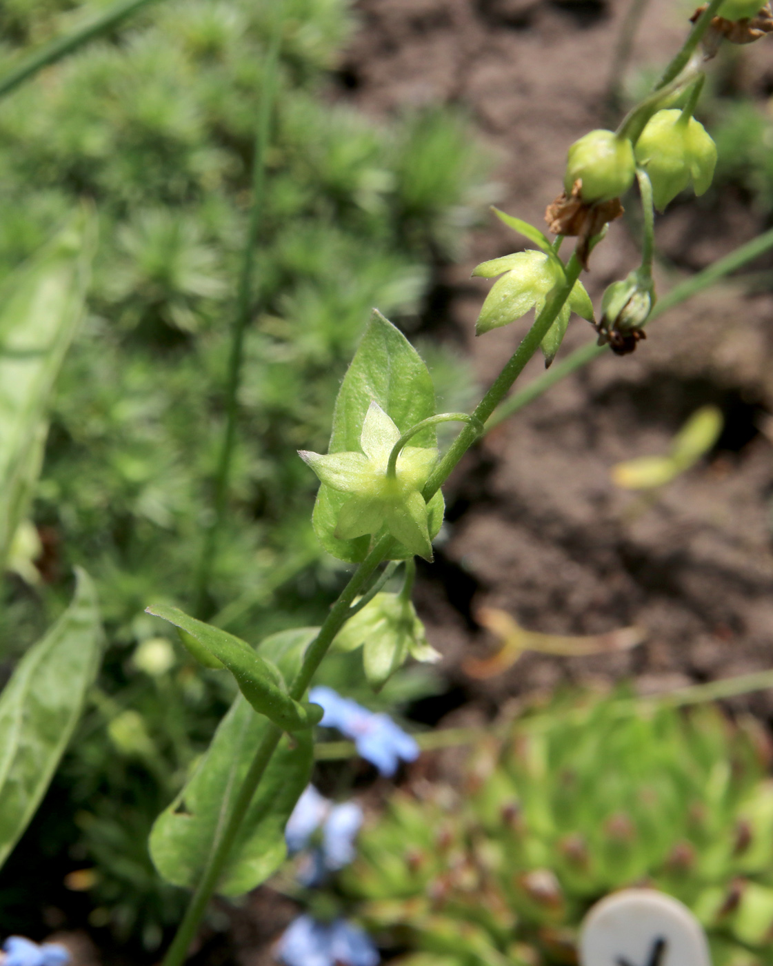 Image of Omphalodes cappadocica specimen.