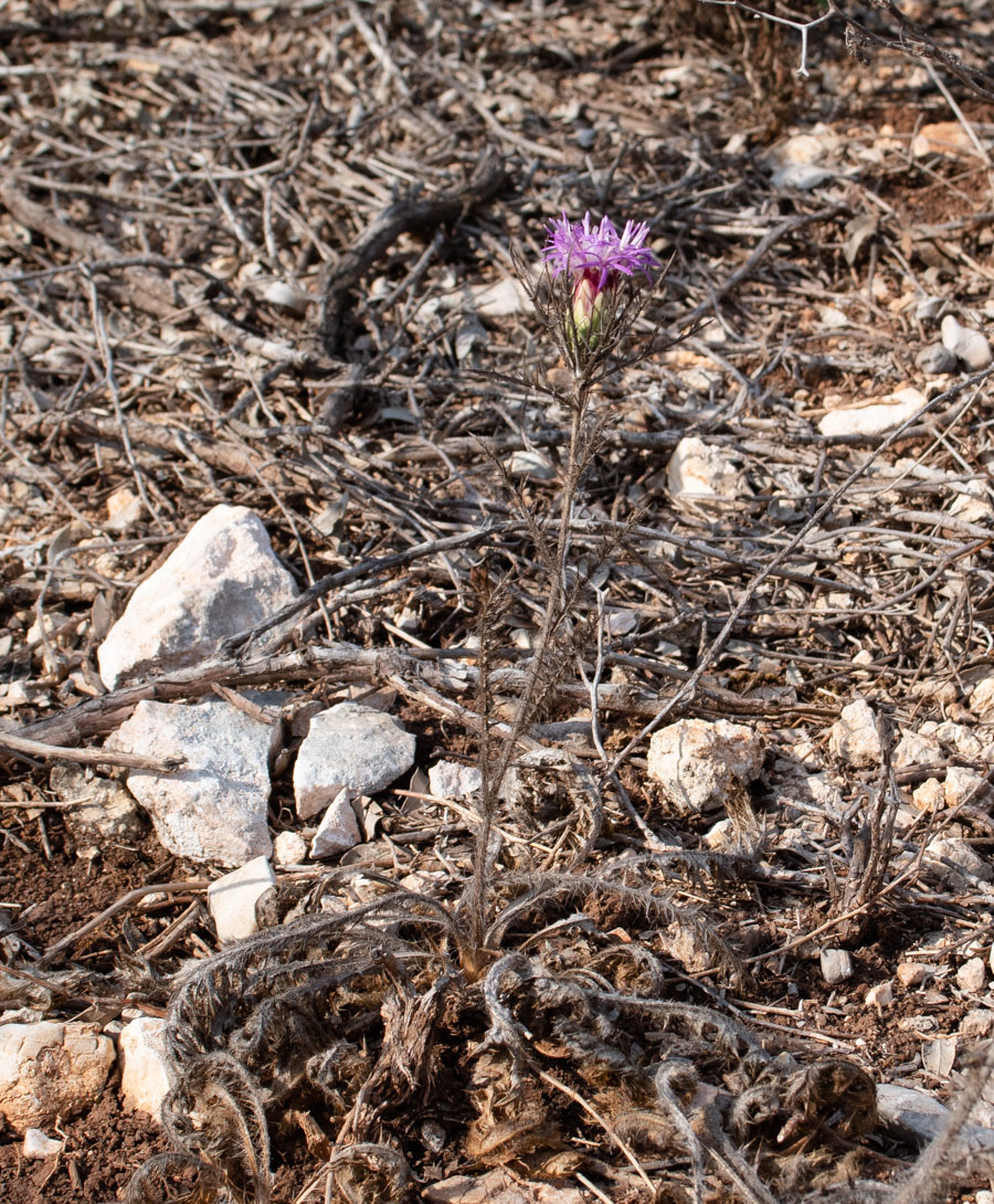 Image of Carlina comosa specimen.