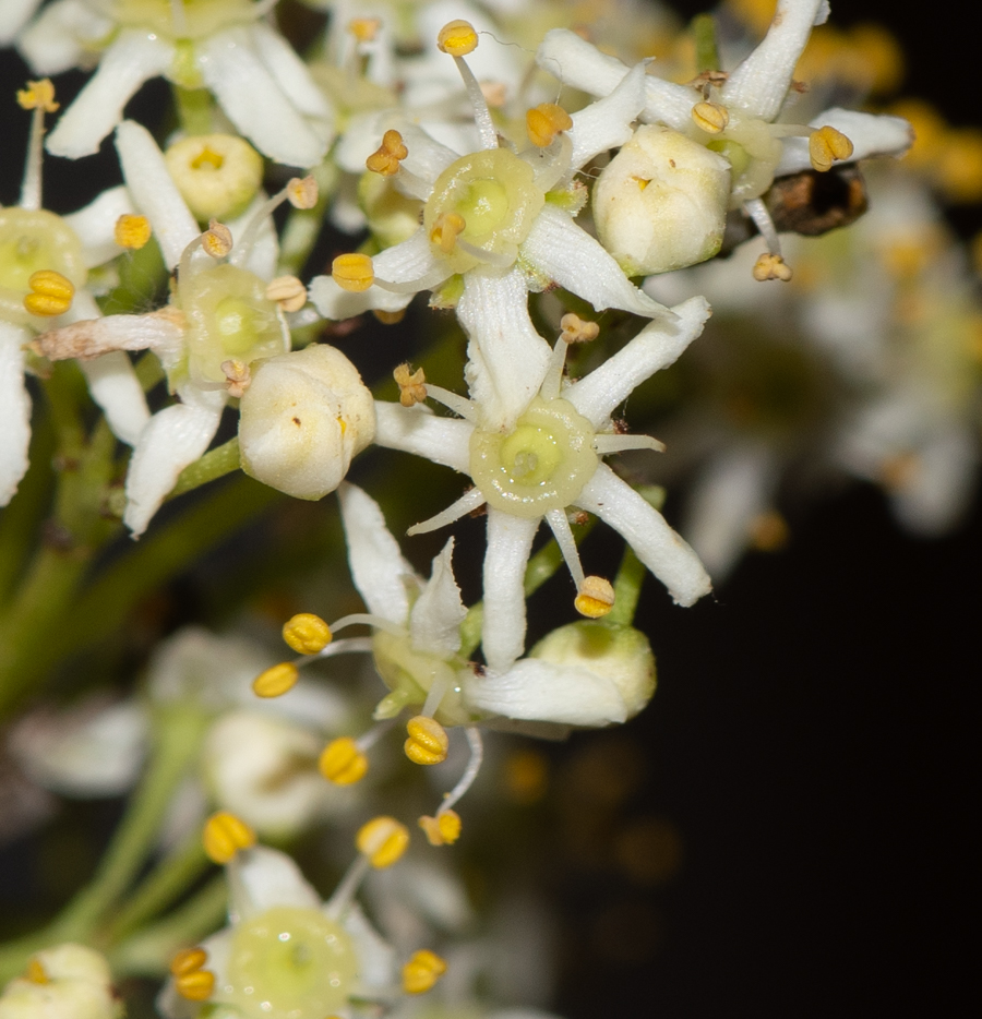 Изображение особи Gymnosporia buxifolia.