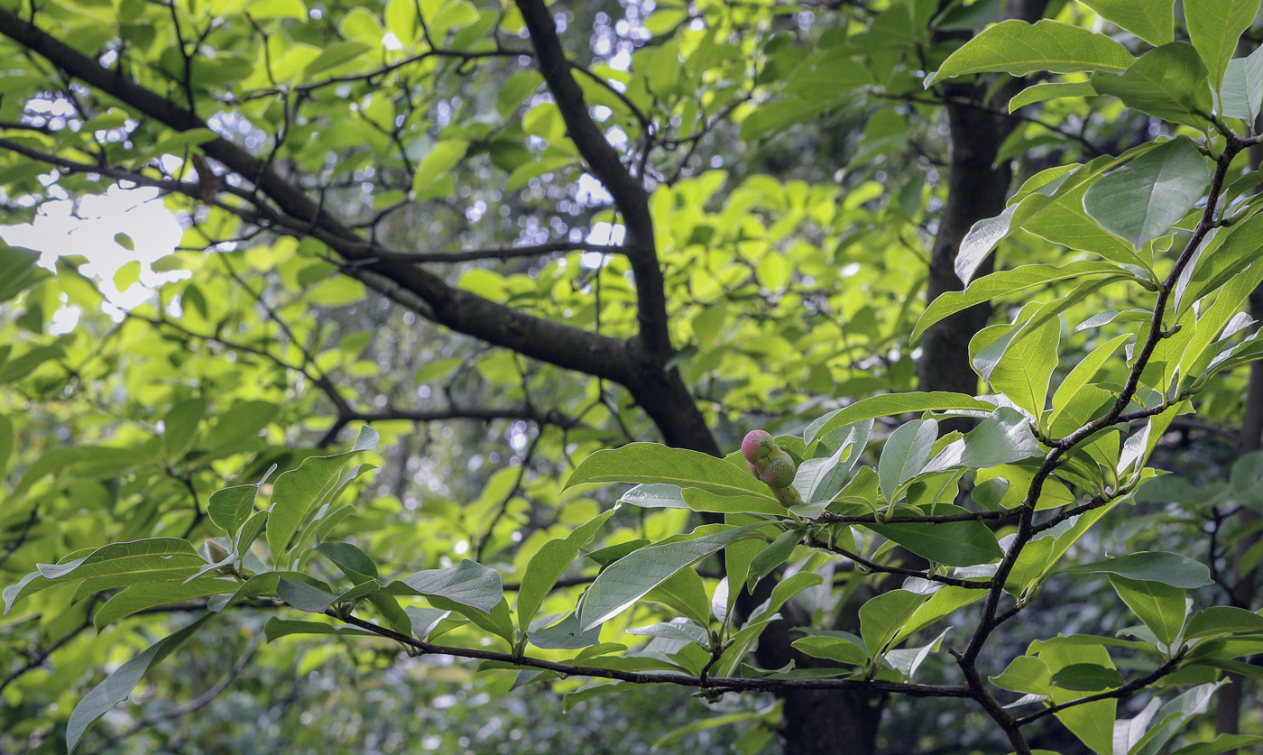 Image of Magnolia &times; loebneri specimen.