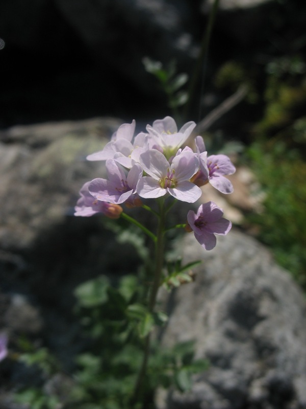 Image of Cardamine seidlitziana specimen.