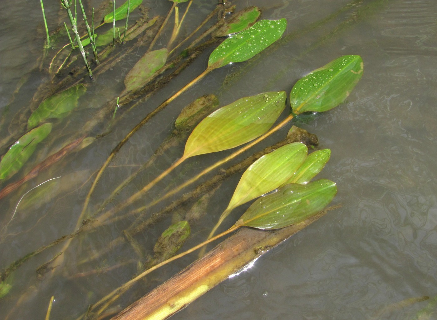 Image of Potamogeton nodosus specimen.