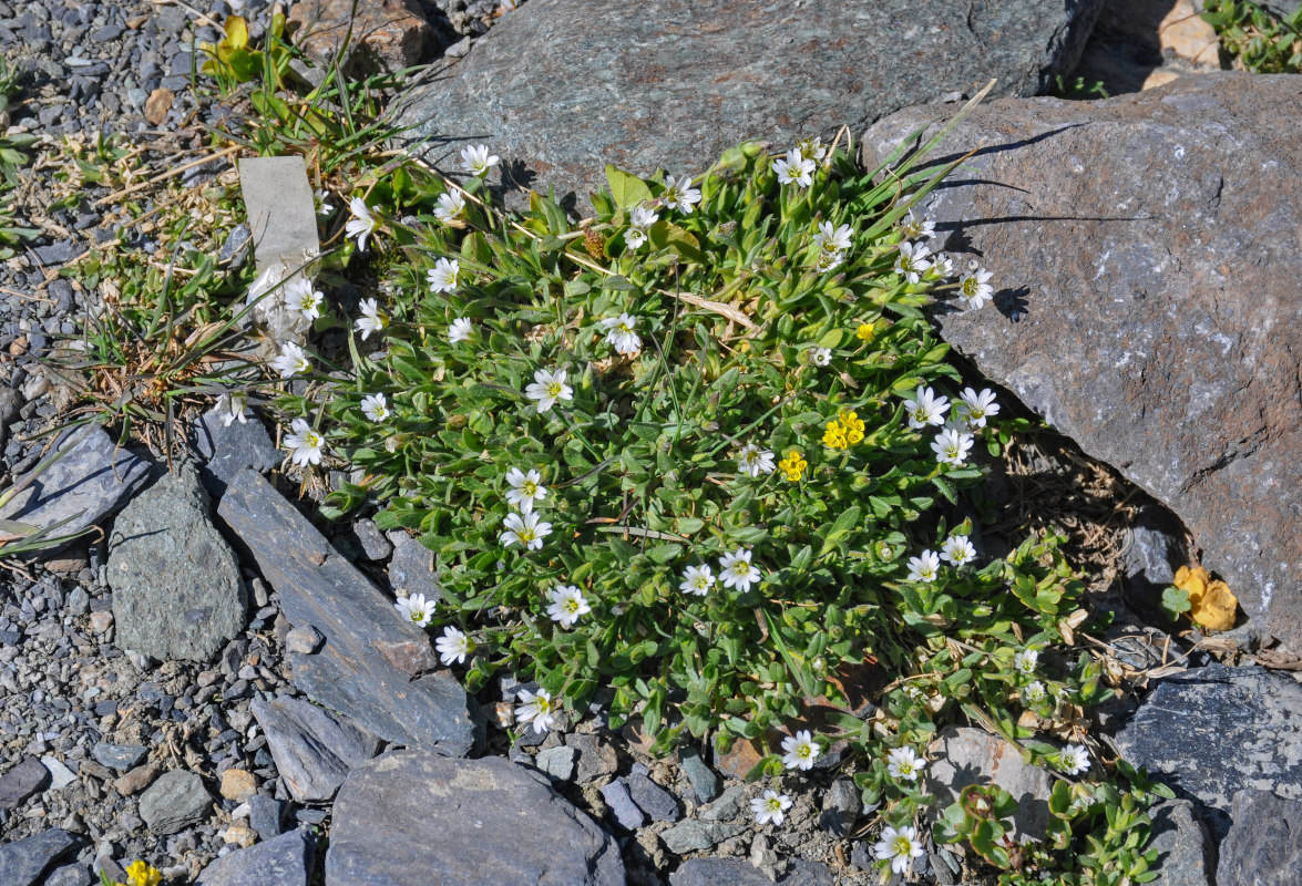 Изображение особи Cerastium pusillum.