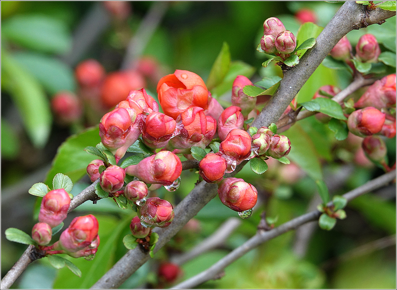 Image of Chaenomeles japonica specimen.