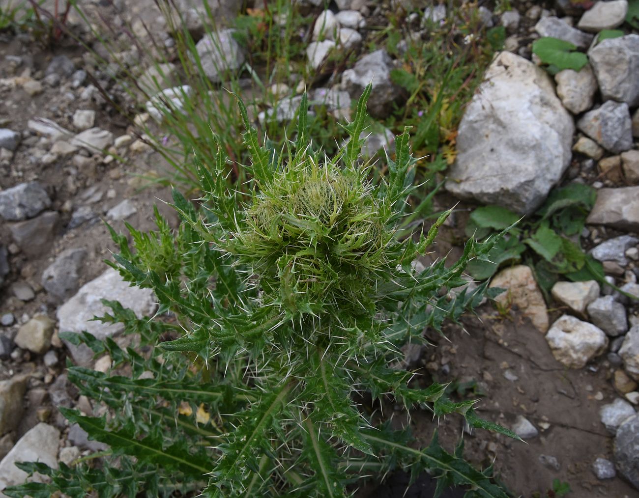 Image of Cirsium obvallatum specimen.