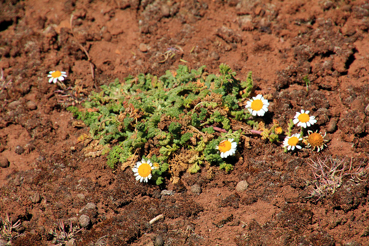 Изображение особи семейство Asteraceae.