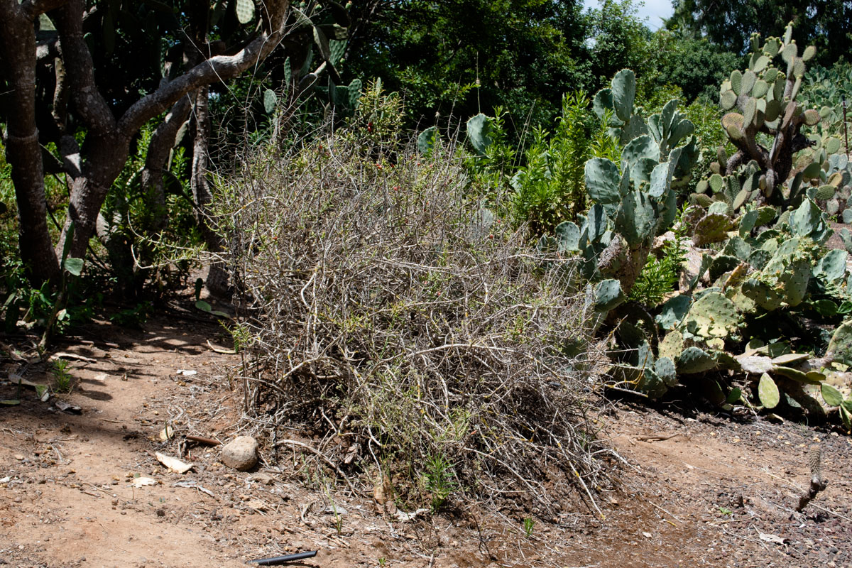 Image of Cylindropuntia leptocaulis specimen.