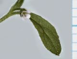 Смотреть изображение Bothriospermum tenellum