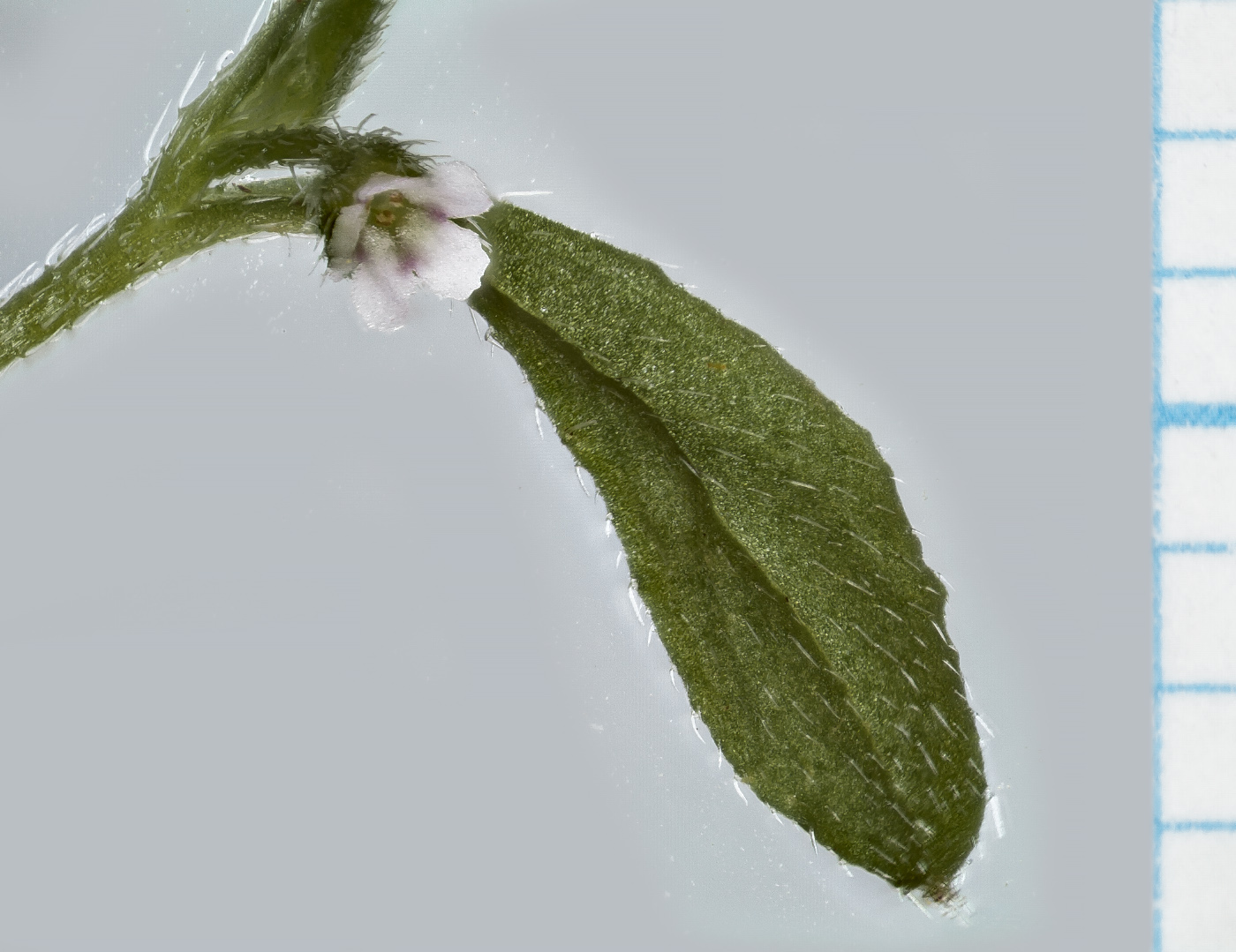 Image of Bothriospermum tenellum specimen.