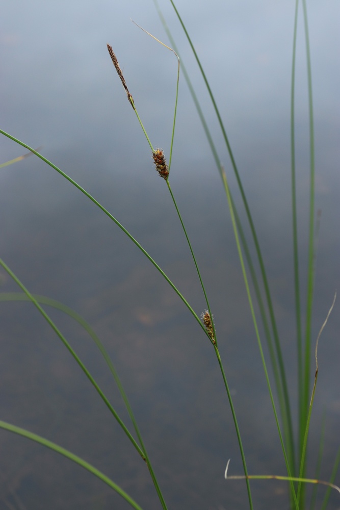 Image of Carex lasiocarpa specimen.