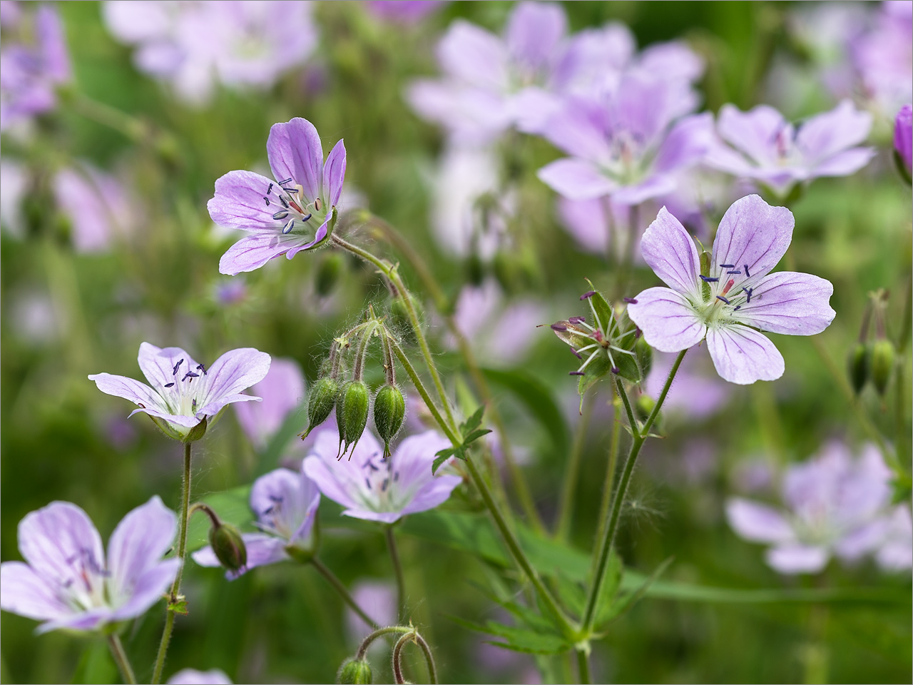 Image of Geranium sylvaticum specimen.