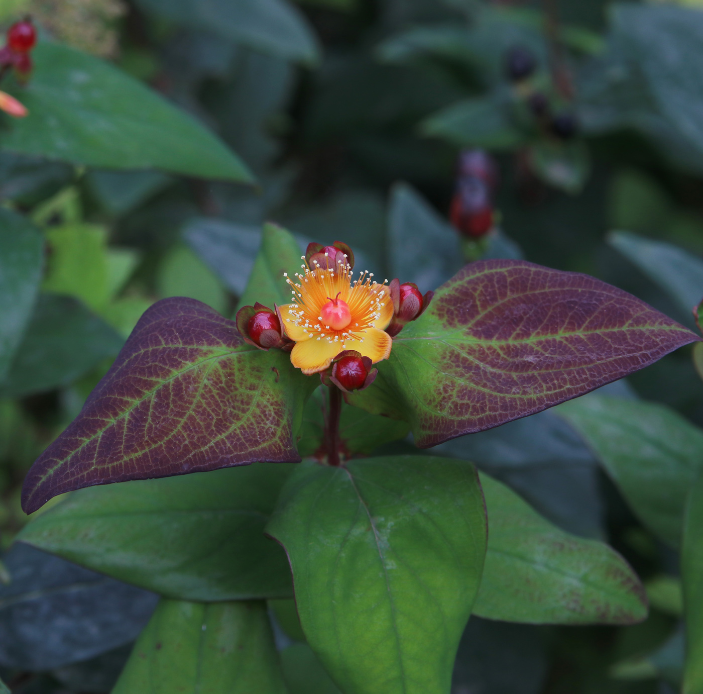 Image of Hypericum androsaemum specimen.