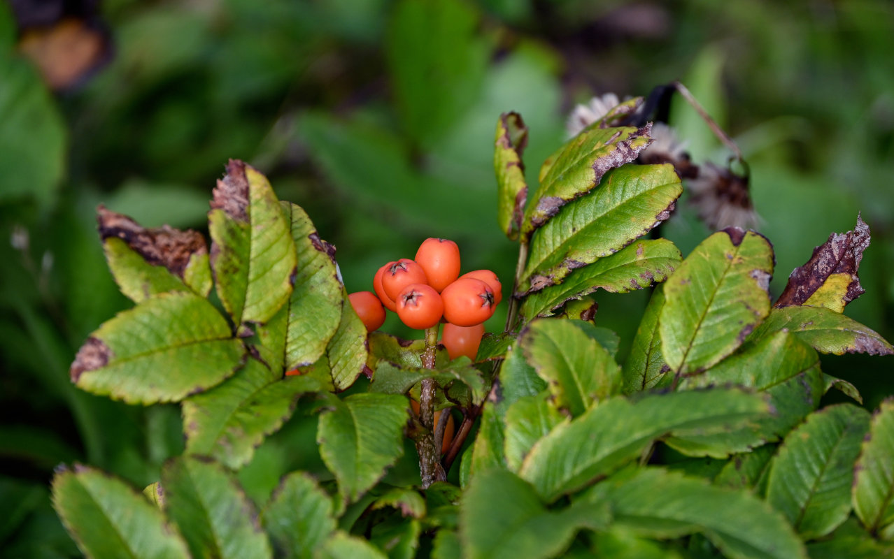 Image of Sorbus sambucifolia specimen.