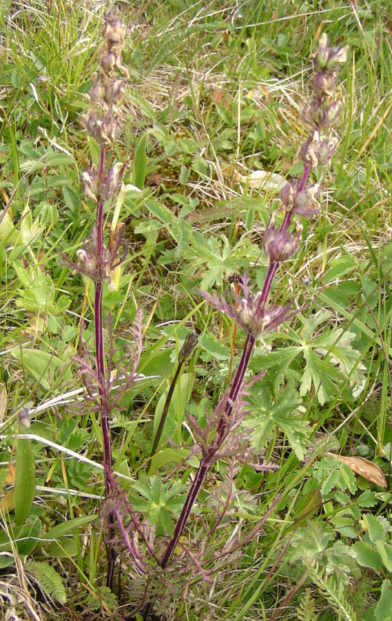 Image of Pedicularis anthemifolia specimen.